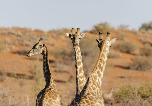 Wildlife of the Kalahari Desert